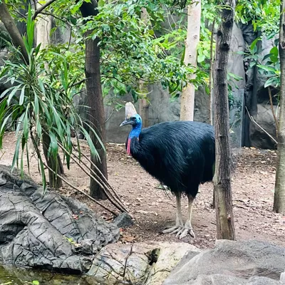 Cassowary4