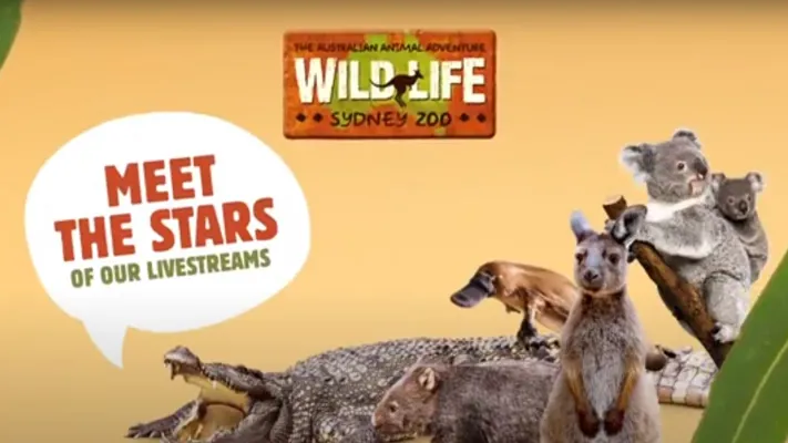 Stars Of Live Streams