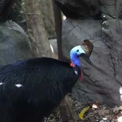 Cassowary1