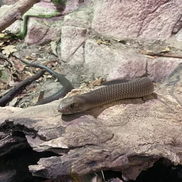 Eastern Brown Snake