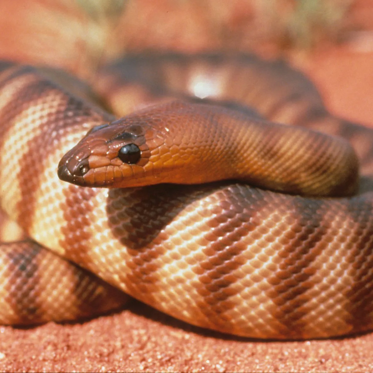 Uktnp Tile Image Woma Python Credit Stanly Breeden T