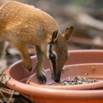 WLS Frankie The Numbat IMG 9854Benholgate