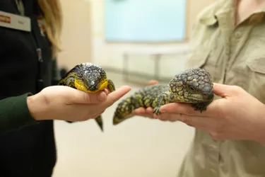 Hans The Blue Tongue And Speckles The Shingleback