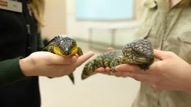 Hans The Blue Tongue And Speckles The Shingleback