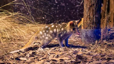 Eastern Quoll 3 WILD LIFE Sydney Zoo