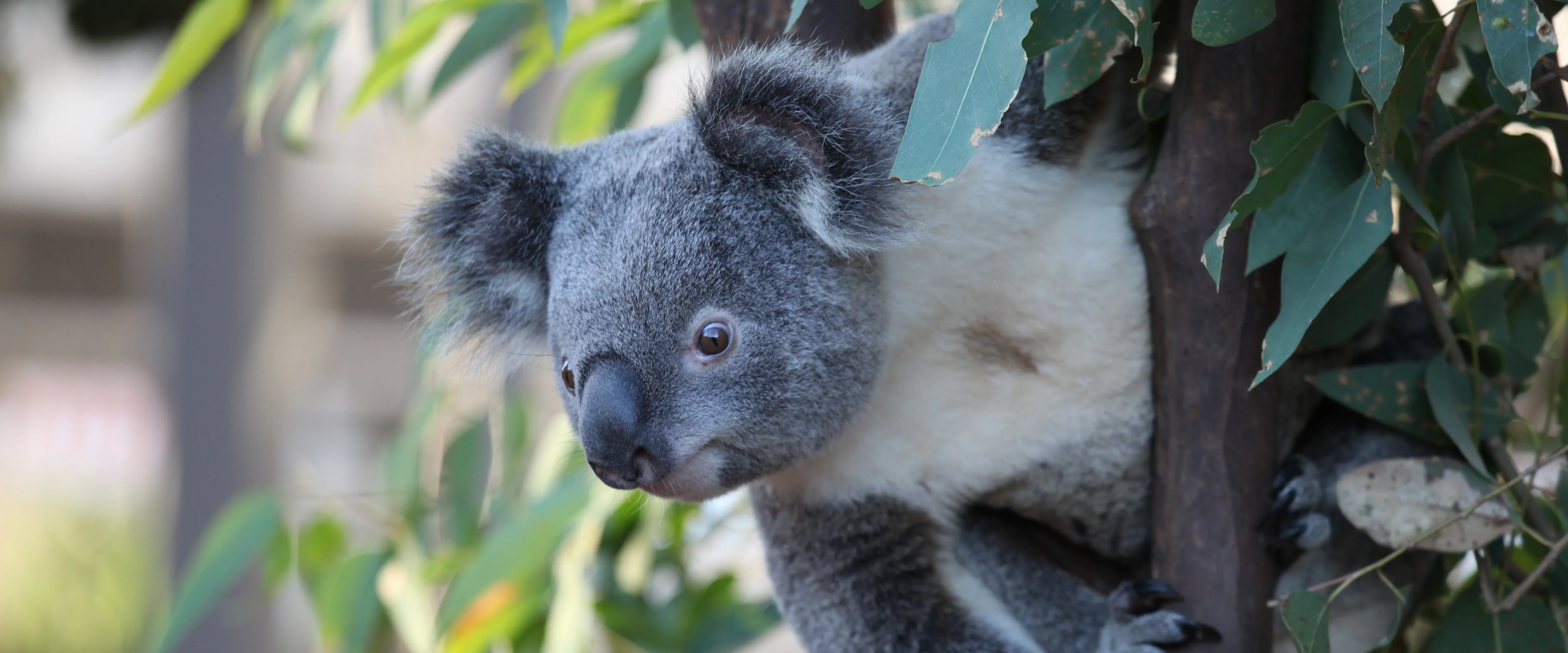 Koalas