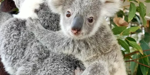WL Koala Joey Snow 1