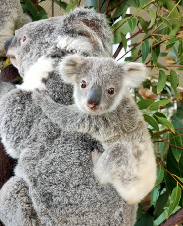 WL Koala Joey Snow 1