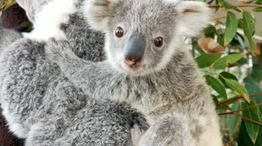 WL Koala Joey Snow 1