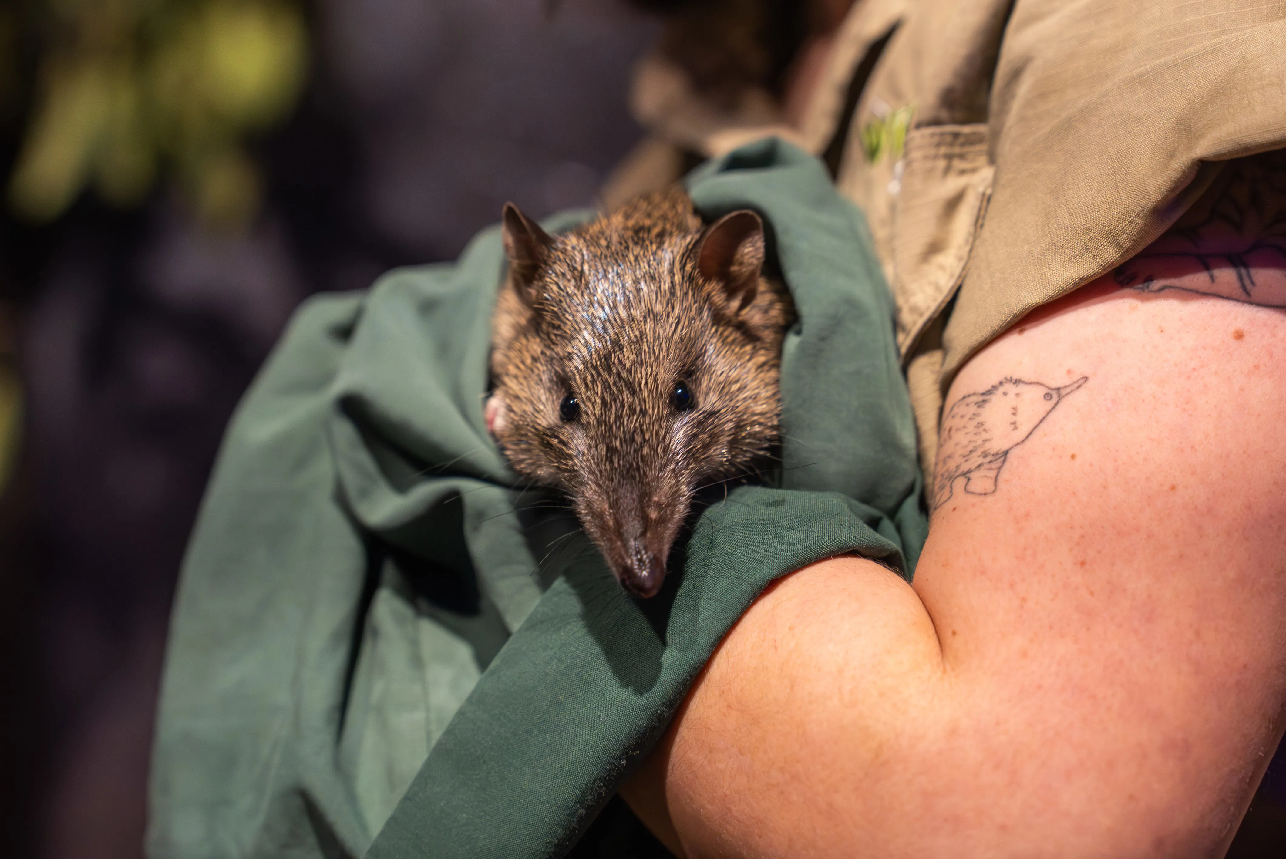 Bandicoot.Crash.WILD.LIFE.Sydney