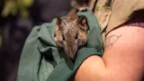 Bandicoot.Crash.WILD.LIFE.Sydney