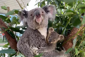Koala With Joey Photo