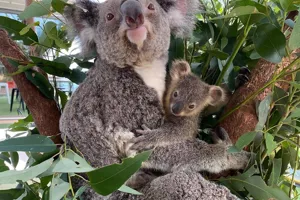 Koala With Joey Photo