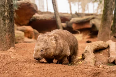 WLSZ Wombat 35