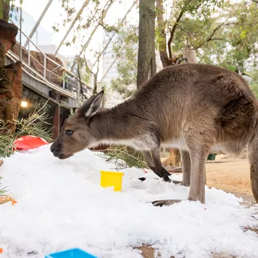Kangaroo WILD LIFE Sydney Zoo Welcomes Winter