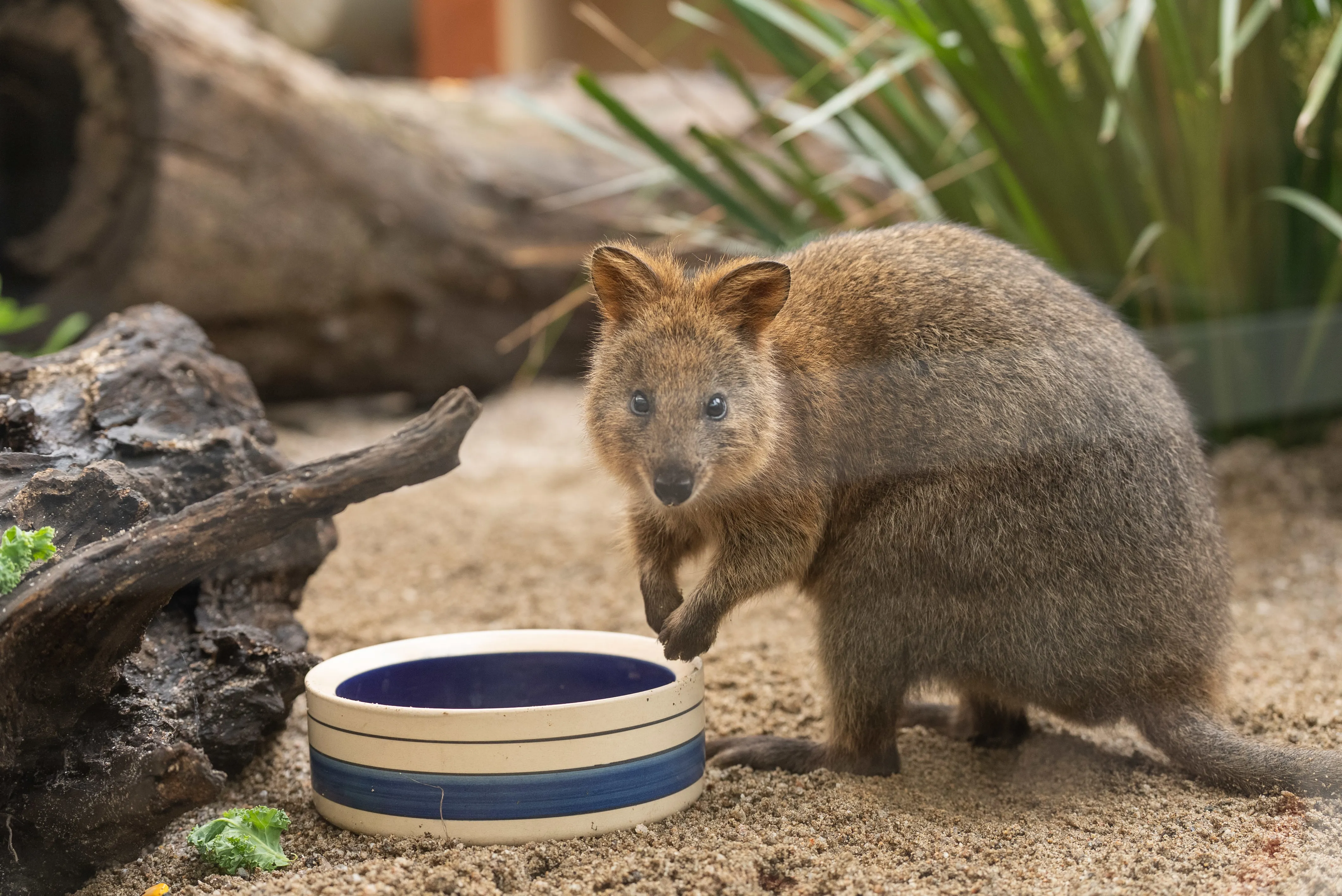 RJ The Quokka WILD LIFE Sydney Zoo 12