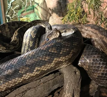 Scrub pythons’ Eyes turn blue -  - WILD LIFE Sydney Zoo
