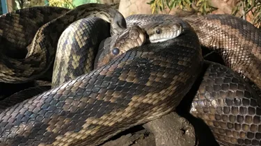 Scrub pythons’ Eyes turn blue - - WILD LIFE Sydney Zoo