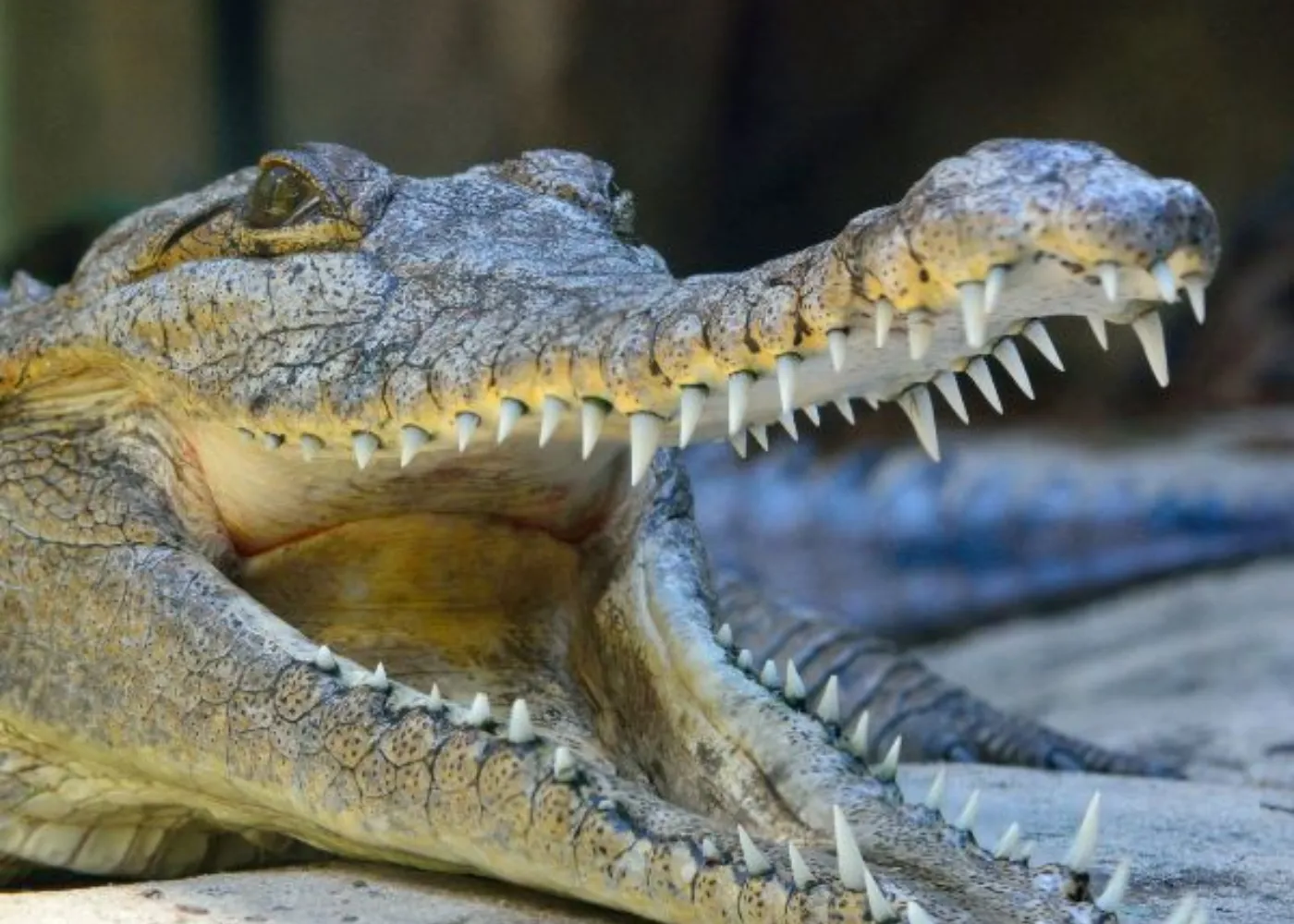 Aussie Big Five Freshwater Crocodile (2)