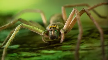 Green Bellied Huntsman 1