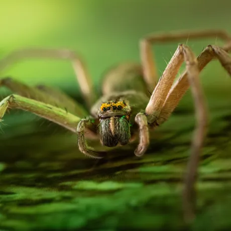 Green Bellied Huntsman 1