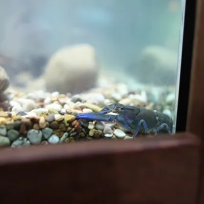 Yabbies