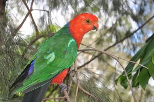 King Parrot