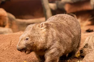 WLSZ Wombat 33