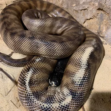 Black Headed Python
