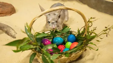 WLSZ BILBY 7