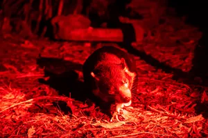 One Of The Zoos Four Tasmanian Devils Dining WILD LIFE Sydney Zoo