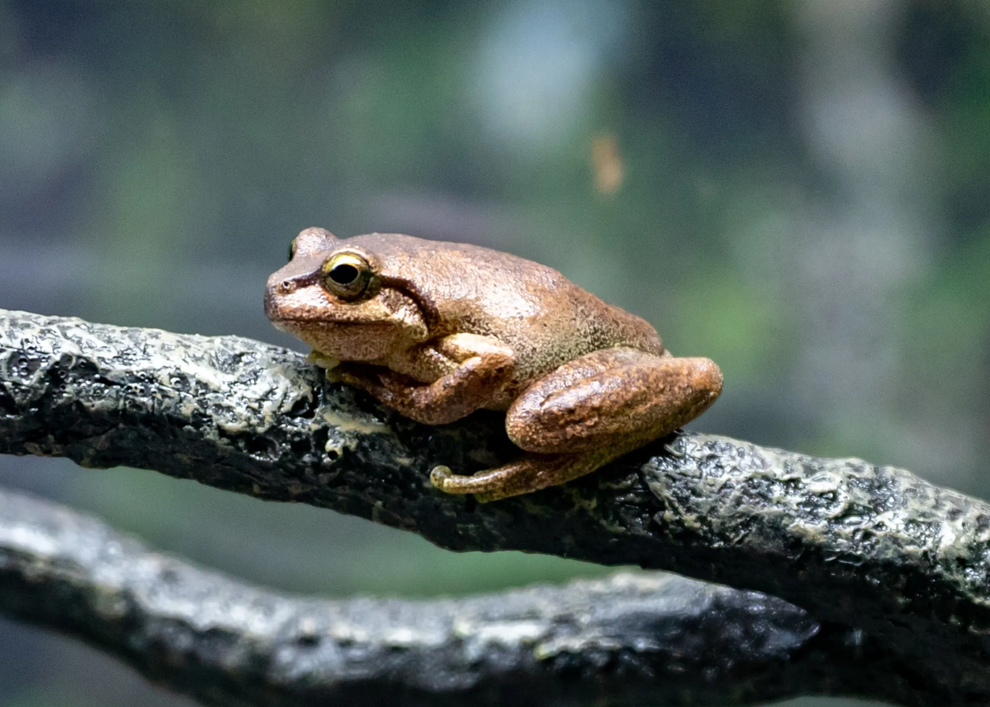 Littlejohn's Tree Frog