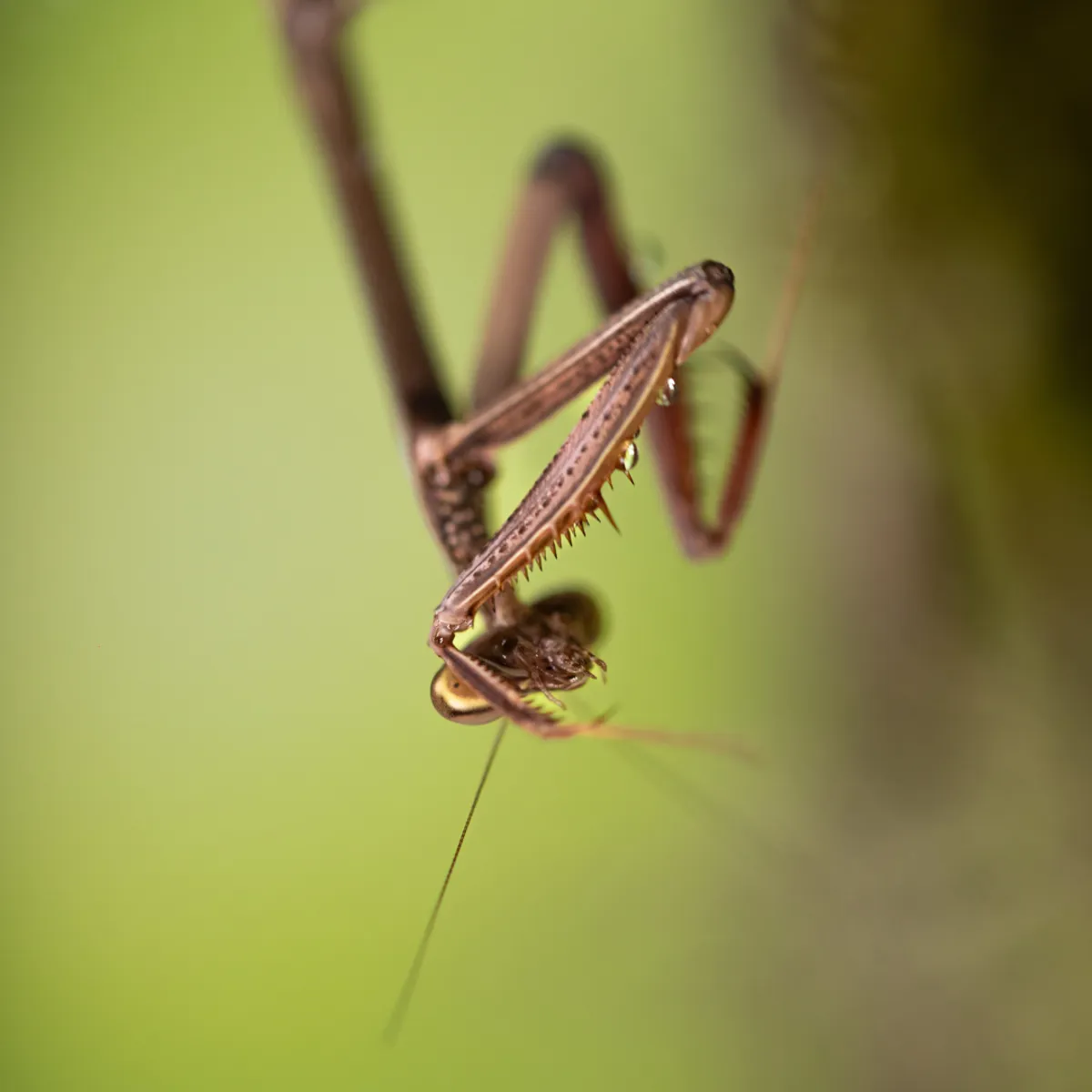 We dare you to crawl inside our brand-new Bug Box this Halloween!