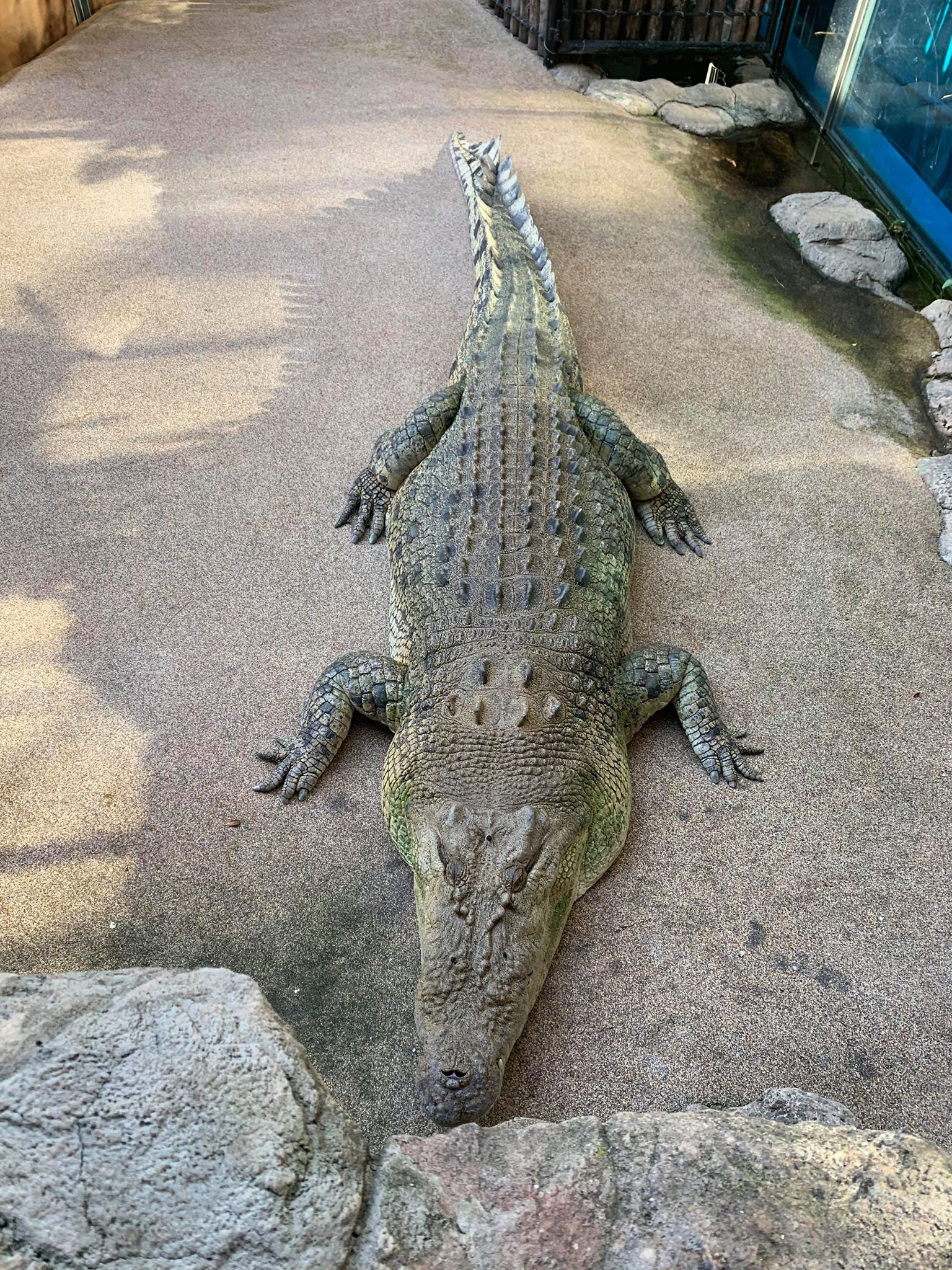 Croc On Land