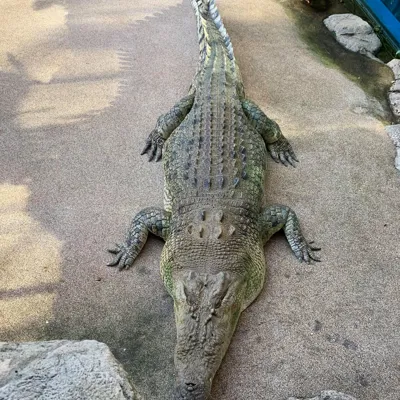Croc On Land