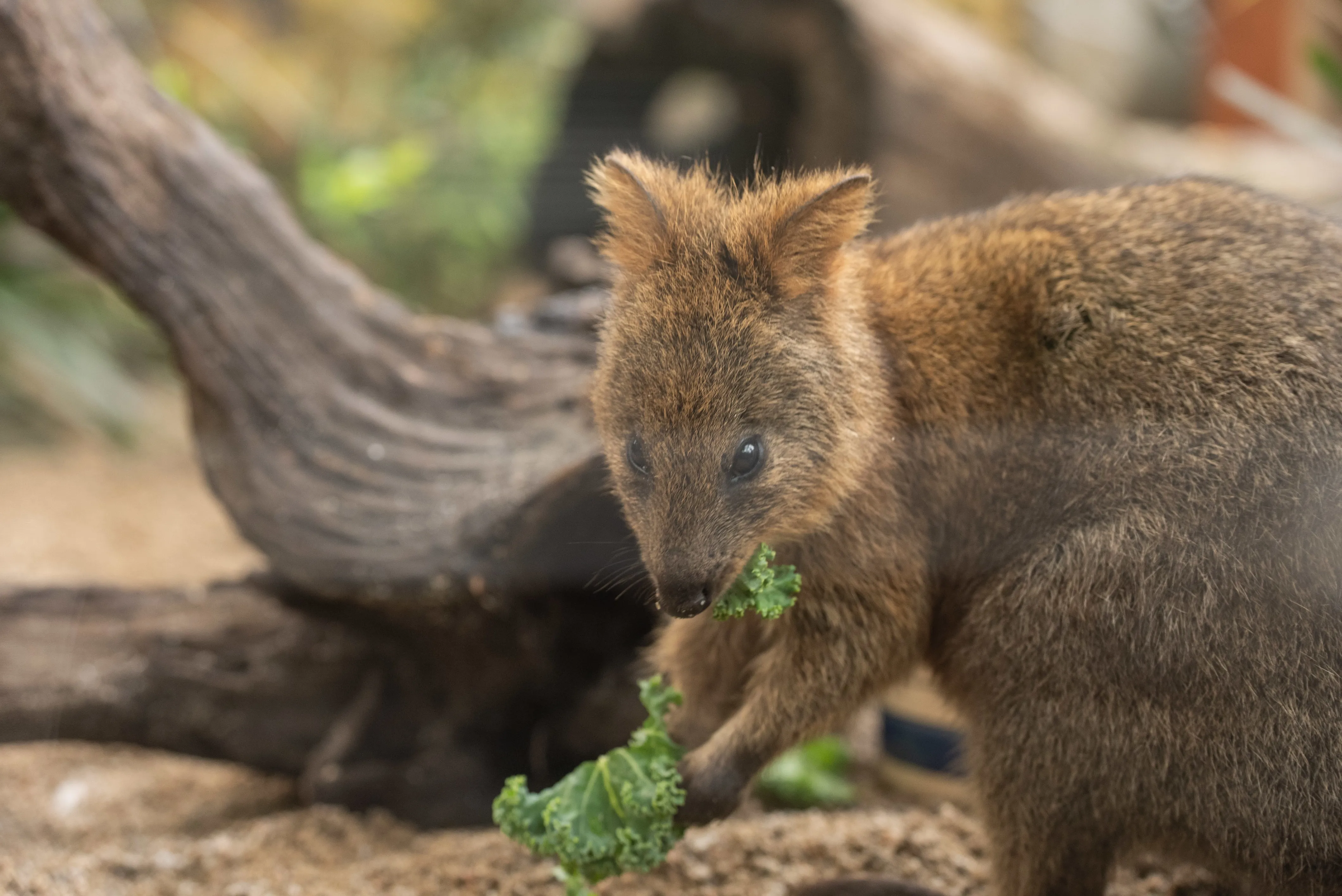 RJ The Quokka WILD LIFE Sydney Zoo 24
