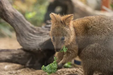 RJ The Quokka WILD LIFE Sydney Zoo 24
