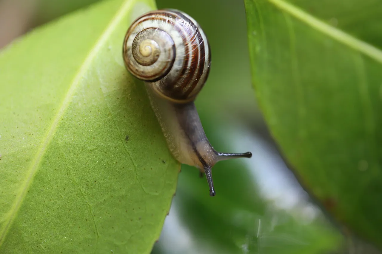 Bundaberg Banded Snail At WILD LIFE Sydney Zoo 03