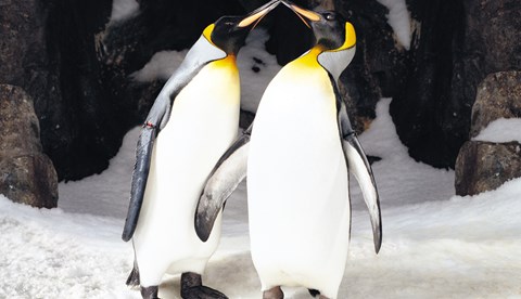 SLKT Penguins Kissing