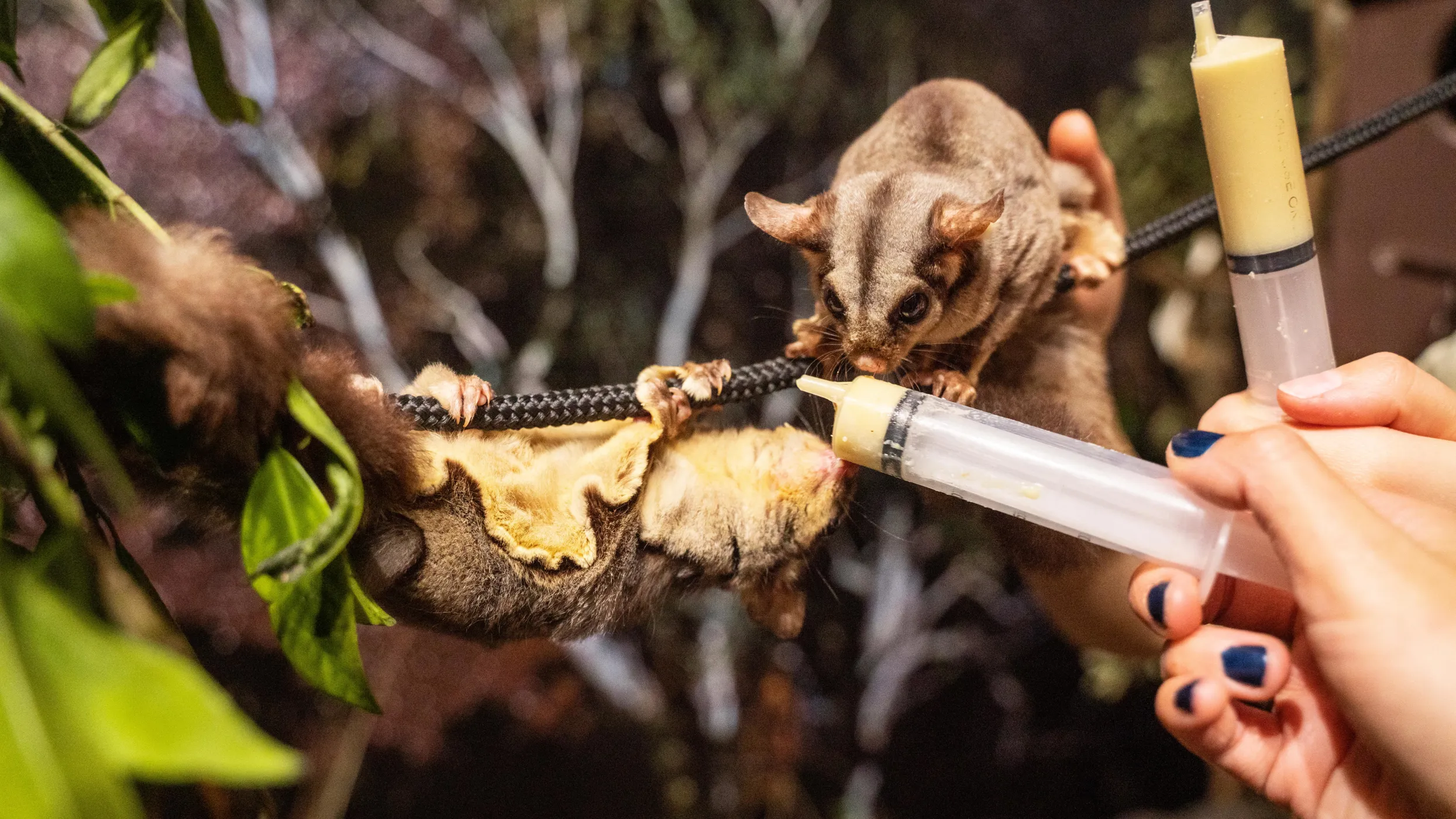 Sugar Rider Help re-home Sugar Gliders in your backyard this nesting season | WILD ...