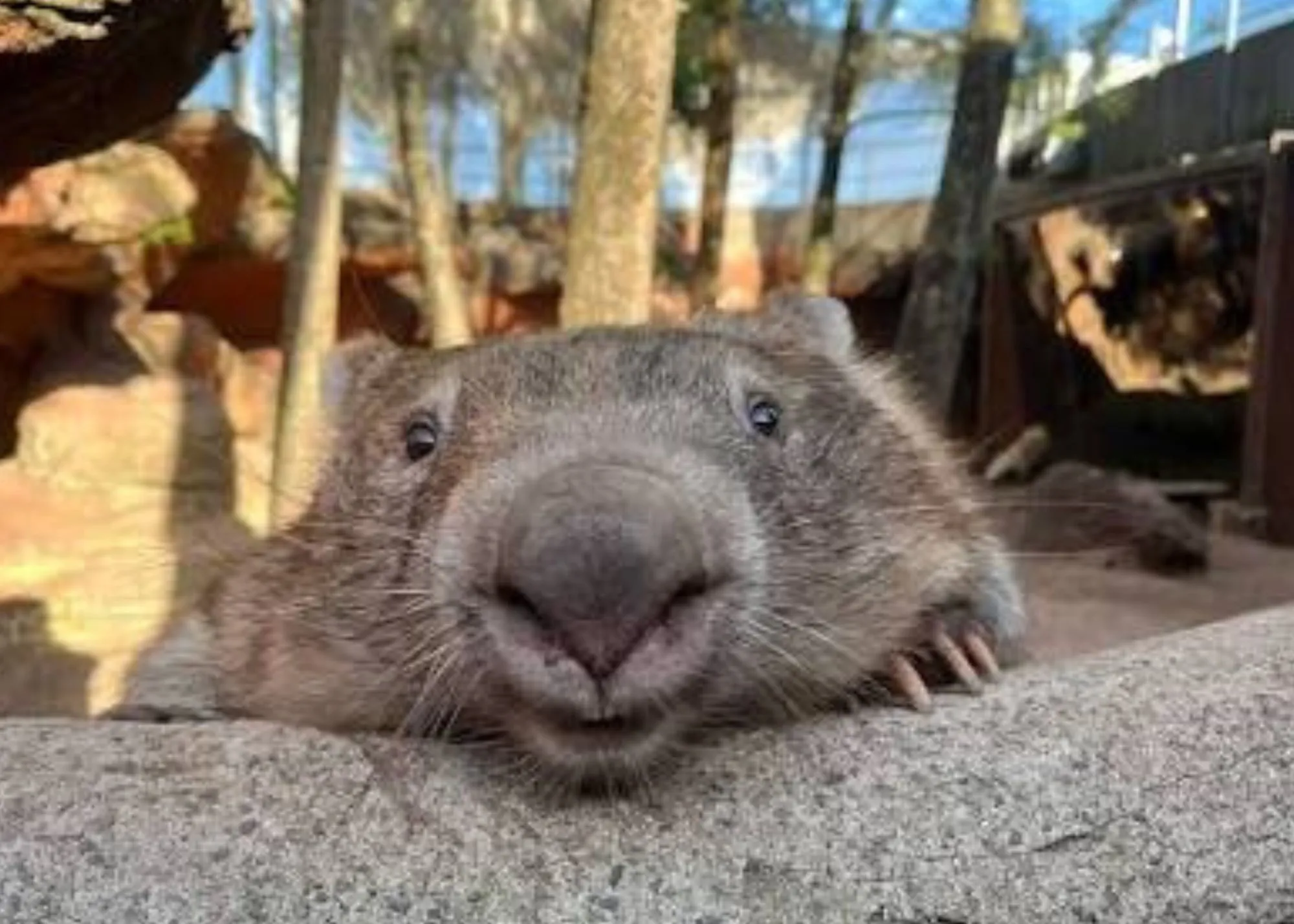 Peek A Boo Ringo At WILD LIFE Sydney Zoo