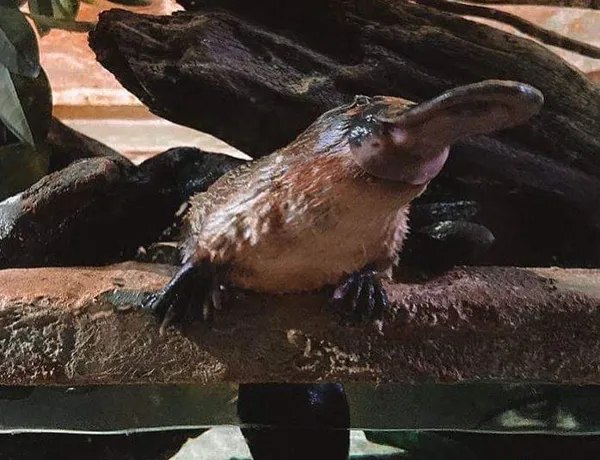 Jackie Platypus