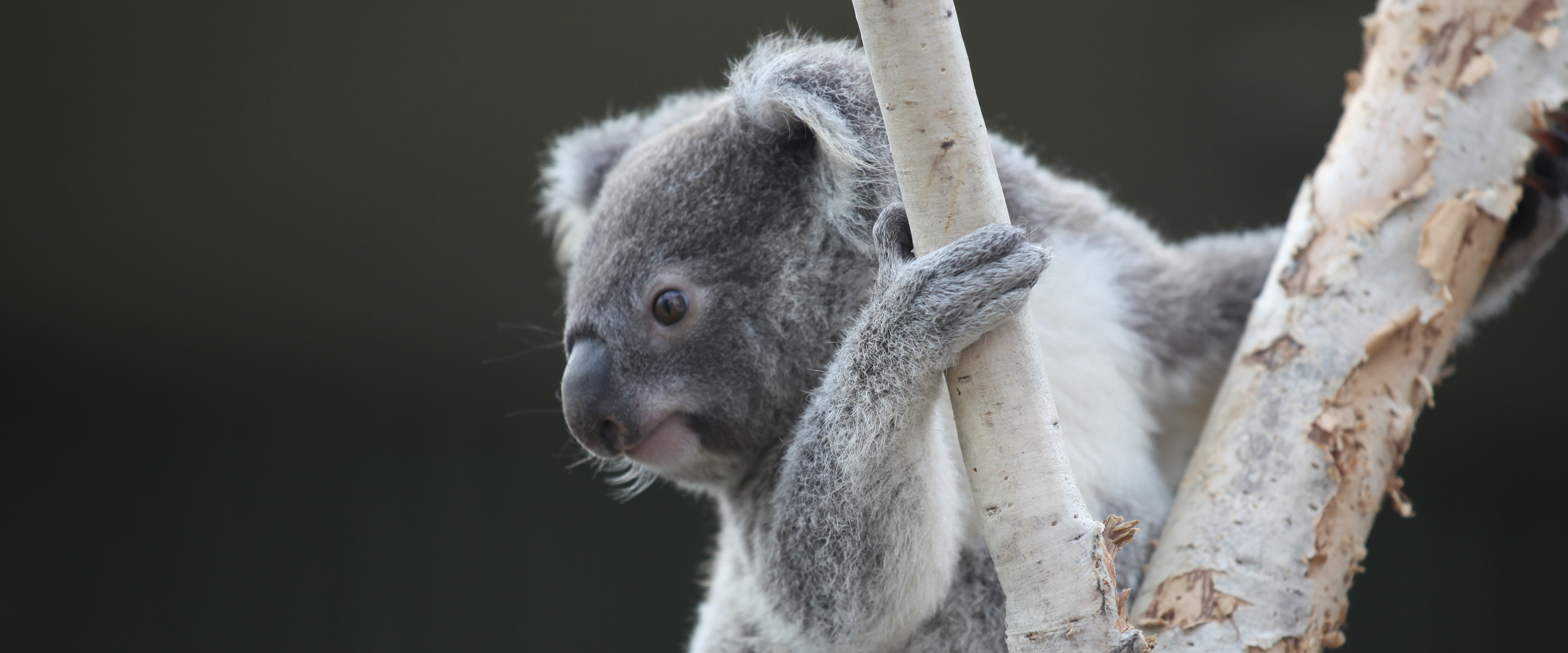 koala on branch