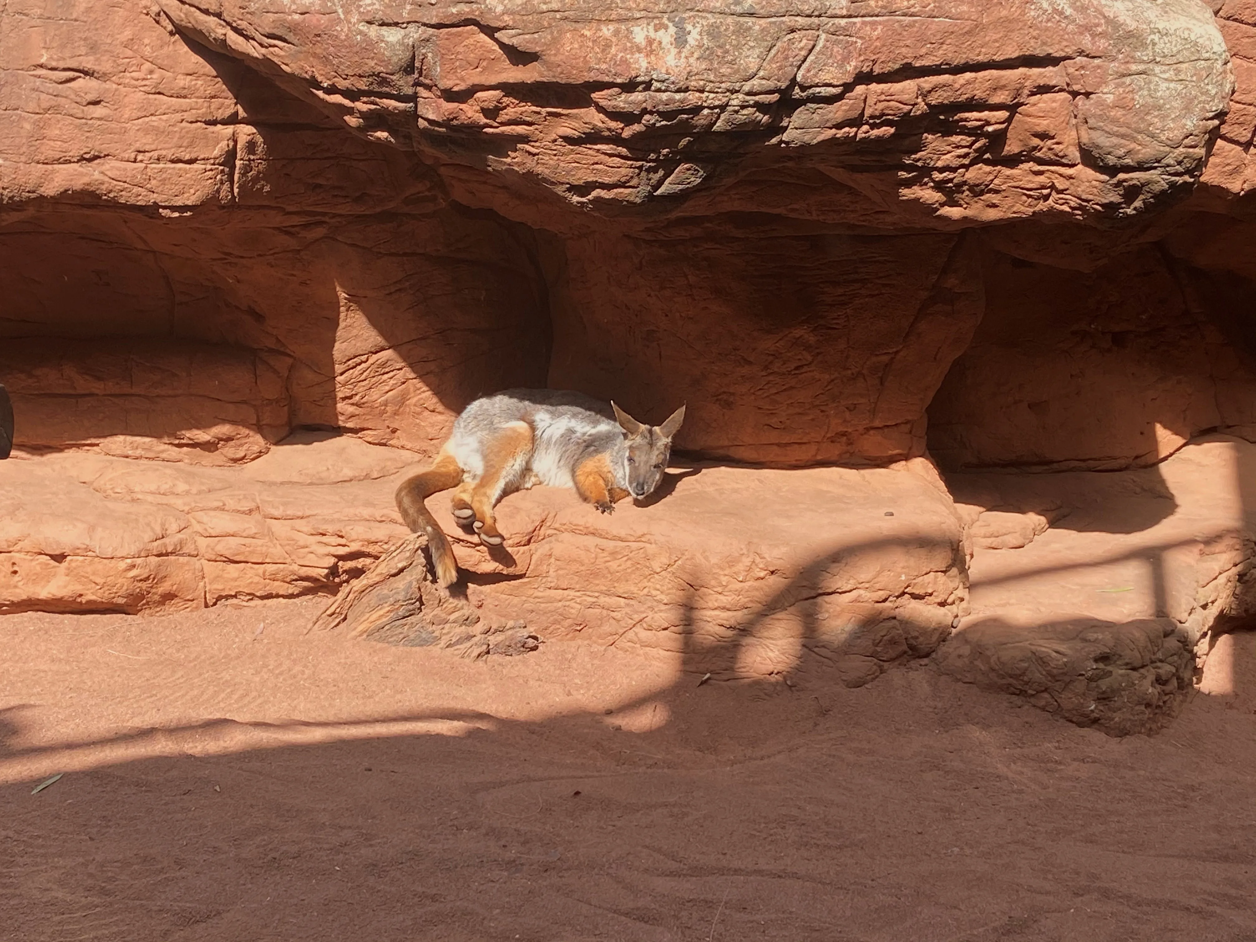 Yellow Footed Rock Wallaby2