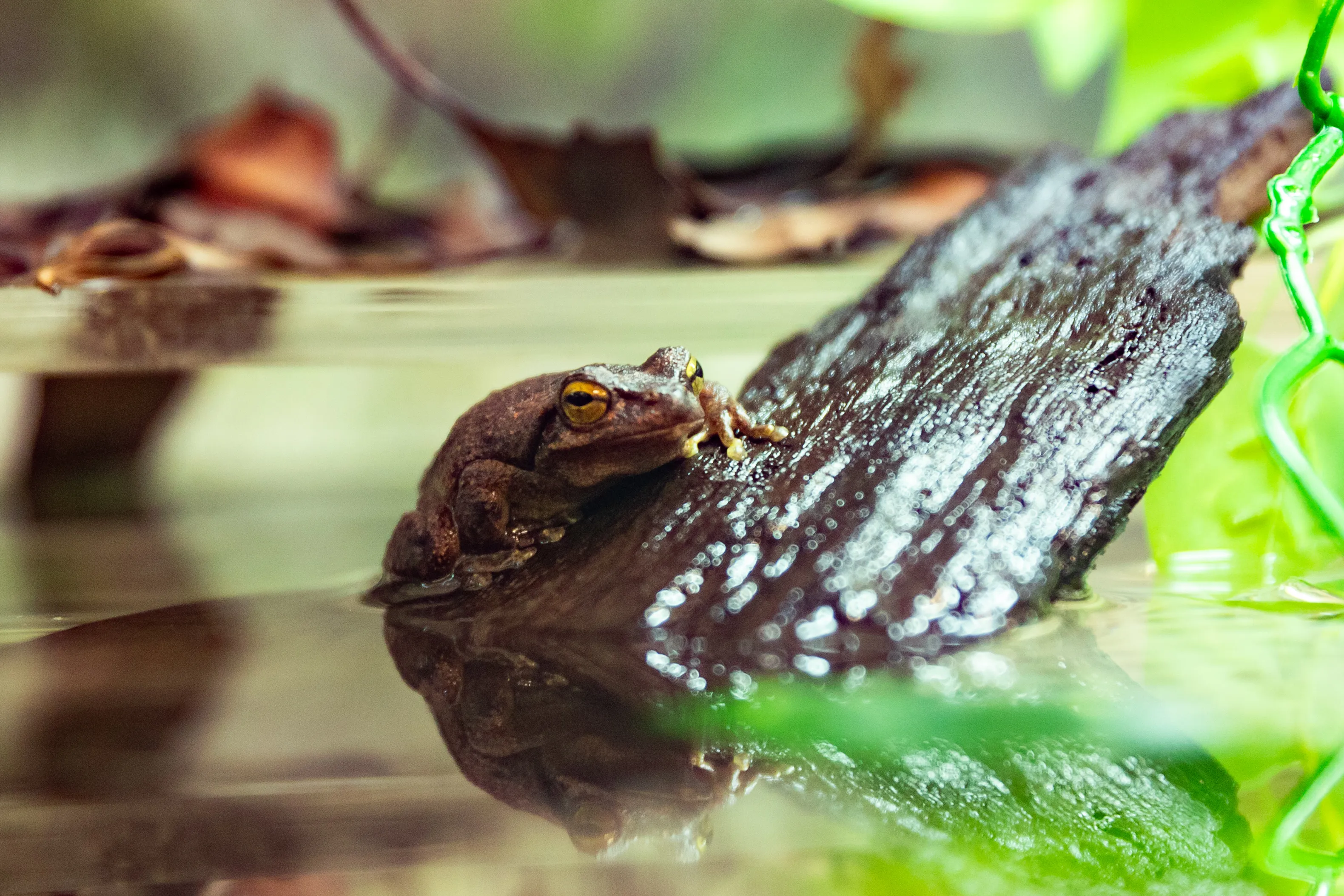 Frogservation 4245 Benholgate