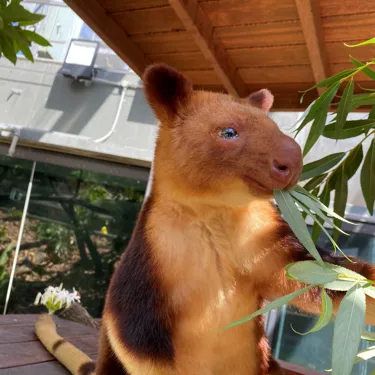 Kofi The Tree Kangaroo 2