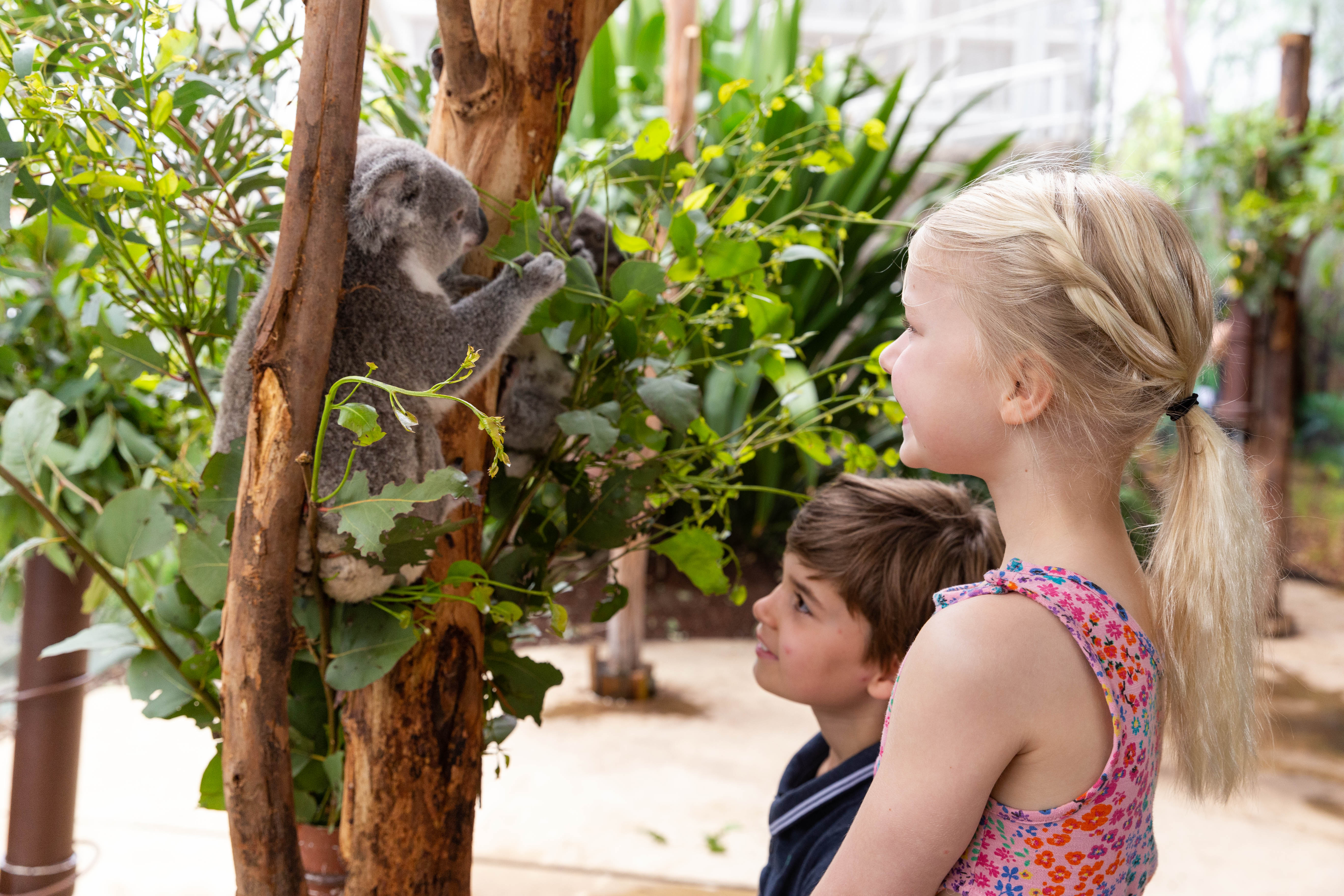 WLS Koala And Children