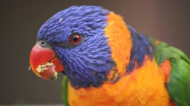 WLS Lorikeet