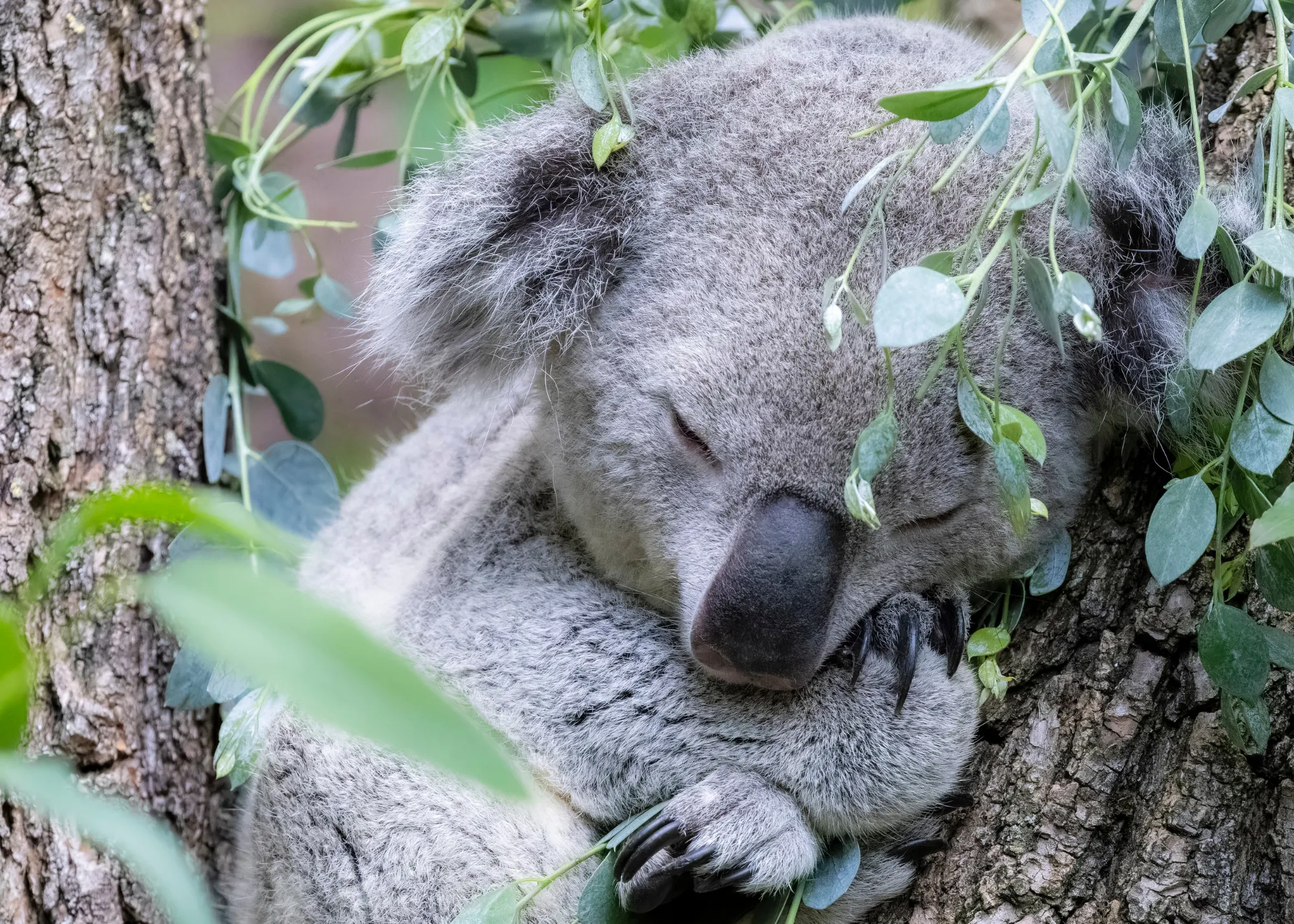 Koala WILD LIFE Sydney Zoo 01