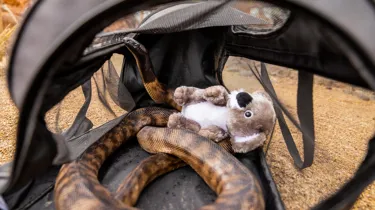 SNAKE RAW 4